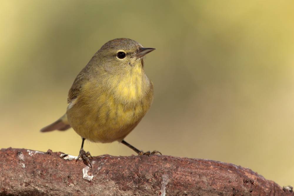 Orange-crowned Warbler